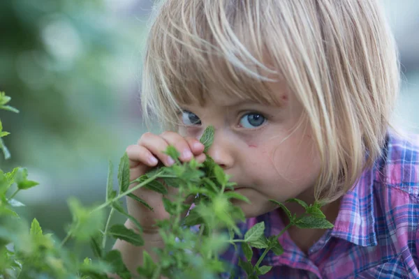 Jeune bébé caucasien blonde fille odeur poivre menthe feuille à sa famille jardin potager urbain — Photo