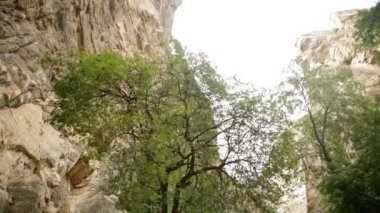 ağaçlar rüzgar Kanyon tarafından taşındı. Düşük açısı Shot