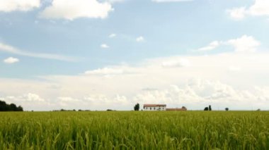 Yaz aylarında çiftlik ve mavi gökyüzü ile yeşil alan boyunca hareket.