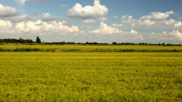 Inflyttning sommaren längs gröna fält med träd och blå himmel. — Stockvideo