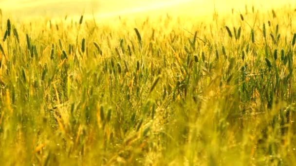 Italienischer Weizen gelbes Feld nicht reif im Sommertag — Stockvideo
