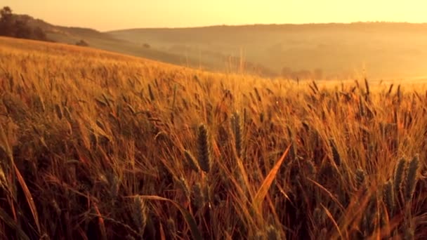 Italienisches Weizenfeld bei Sonnenaufgang in der Toskana an einem Sommertag — Stockvideo