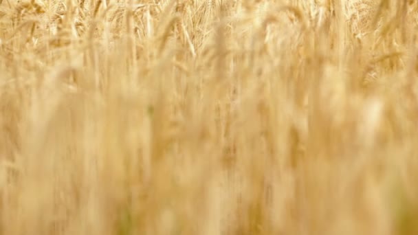 Campo de trigo amarillo toscano italiano en el día de verano. Enfoque en tiro — Vídeo de stock