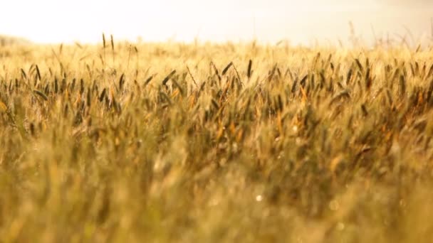 Italienische Toskana gelbes Weizenfeld im Sommertag. Fokus im Schuss — Stockvideo