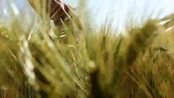 Close-up van man hand lopen door tarweveld, handheld schot — Stockvideo