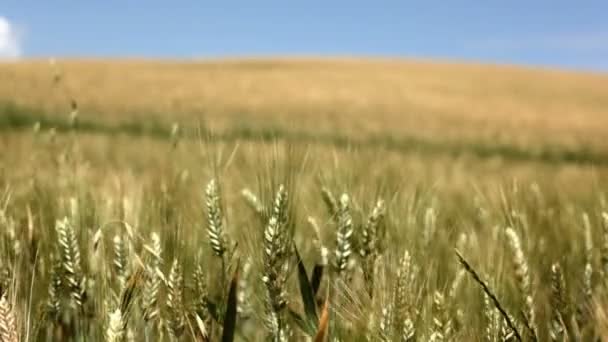 イタリア トスカーナ黄色の麦畑夏の日。ショットに焦点を当てる — ストック動画