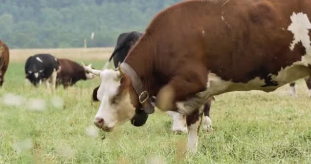Αγελάδες βόσκουν στο αγρόκτημα αγροτικού τομέα βοσκότοπο σε ηλιόλουστη μέρα — Αρχείο Βίντεο