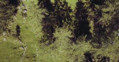 İtalyan Alpler Dağı çam ormanlarının