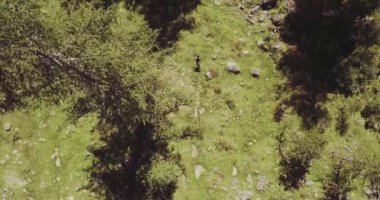 çam ormanları Dağı'na çalıştıran iz runner