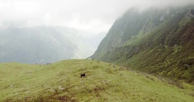 İtalyan Alpler Dağı Yaylası inek ile otlatma alanı