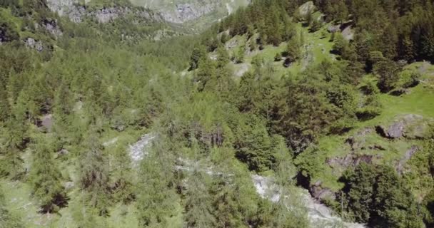 Alpes italianos bosque de pinos de montaña — Vídeos de Stock