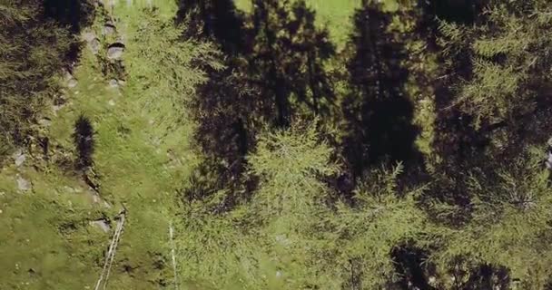 Italiaanse Alpen berg dennenbossen — Stockvideo