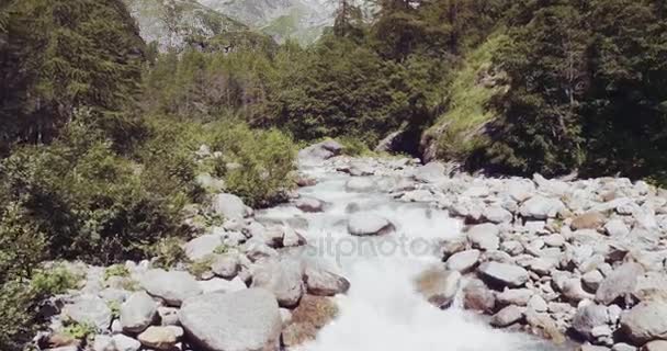 Fjällbäck river creek mellan pinjeskogar — Stockvideo