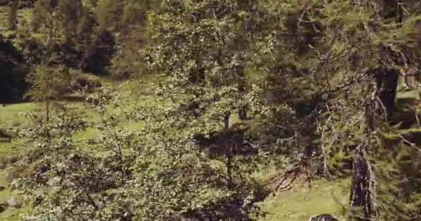 イタリアのアルプスの山の松林 — ストック動画