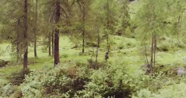 Trail runner running to mountain through pine woods — Stock Video