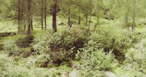 Trail runner running to mountain through pine woods — Stock Video