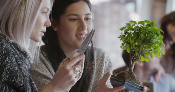 Amigos desfrutar por poda bonsai árvore interior — Vídeo de Stock