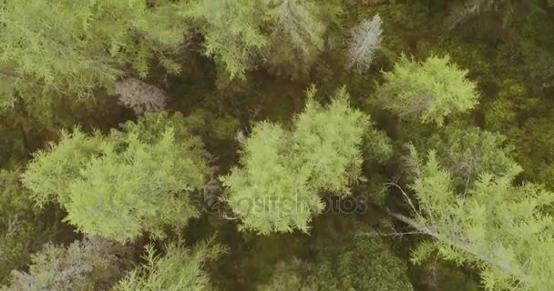 Floresta e lago.Viagem de aventura de verão na montanha — Vídeo de Stock