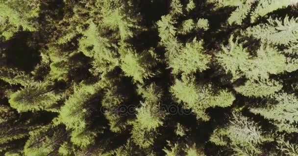 Bossen bos en meer. Zomer avontuur reis in Bergen — Stockvideo