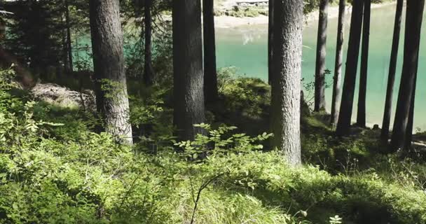 Людина біжить на сонячній лісовій стежці біля озера — стокове відео