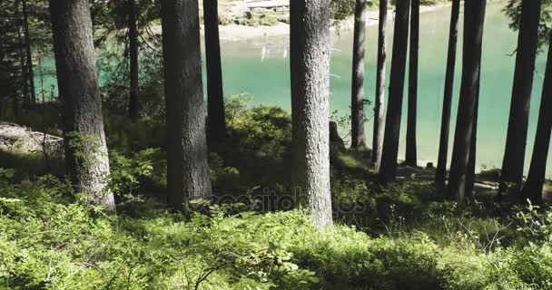 Чоловік ходить по сонячній лісовій стежці біля озера — стокове відео