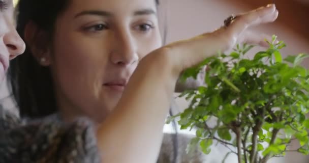Två kvinnor avkopplande av beskärning bonsaiträd inomhus — Stockvideo