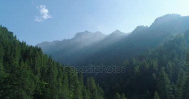 çam ormanlarına yan hareketli 