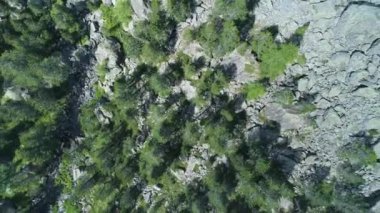 çam ormanları üzerinde hareket