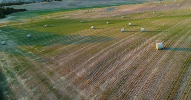 Campos rurales de trigo verde — Vídeos de Stock