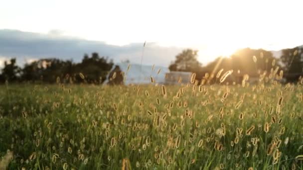 Flytta längs gröna fält med träd och blå himmel i sommar på soluppgång eller solnedgång. — Stockvideo