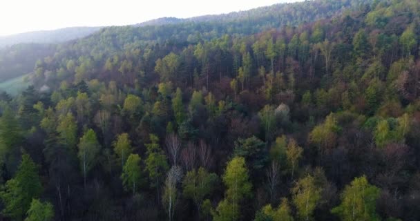Idąc dalej przez las w letni dzień z pochodni słońca Wschodu i zachodu. Europa Włochy zewnątrz zielony natura scape dziki establisher.4k lotnicze drone Lot nad woods ustanawiającego strzał — Wideo stockowe