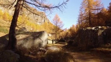 Pov yürürken ağaçları ve kayaları yakınındaki ormanda yolunu düşmek. Güneşli sonbahar günü açık havada renkli kırmızı orman vahşi doğa dağda Hiking. Avrupa İtalya Alps Devero Gölü Parkı. 4k video oluşturma görünümünü üzerine gelin.