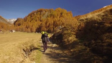 üzerinde yürüyen kadın hiker alanları yolu Köyü ulaşan ağaçlar yakınındaki düşmek. Görünümü takip. Güneşli sonbahar günü açık havada renkli kırmızı orman vahşi doğa dağda Hiking. Alpler Devero Gölü Parkı. 4k video