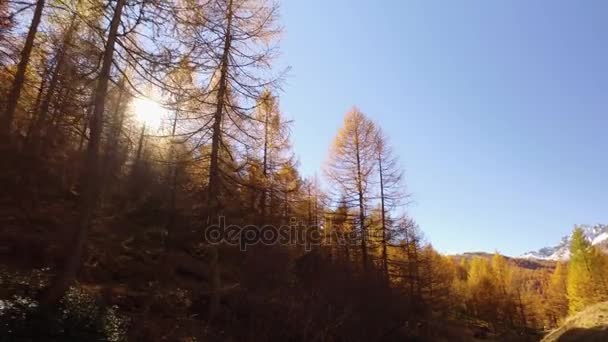 POV, chůze na podzim lesní cestu poblíž stromů. Boční pohled s slunce. Slunečný podzimní den Turistika v barevné červené lesní divoké přírody horské venku. Alps Devero park jezero. 4k úhel pohledu založení video — Stock video