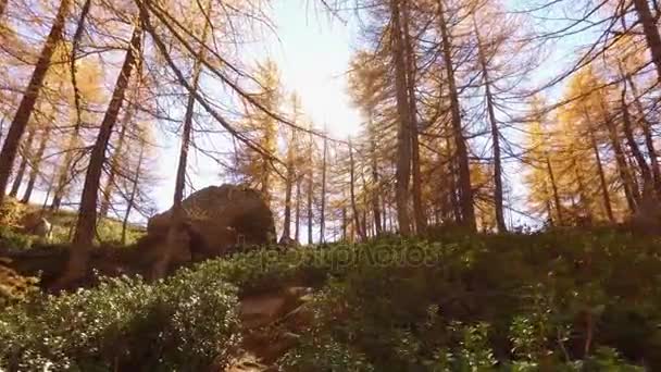 POV a piedi sul sentiero boschi autunnali vicino alberi. Giornata autunnale soleggiata Escursioni nella colorata foresta rossa natura selvaggia montagna all'aperto.Alpi Parco lacustre Devero. 4k punto di vista che istituisce video — Video Stock