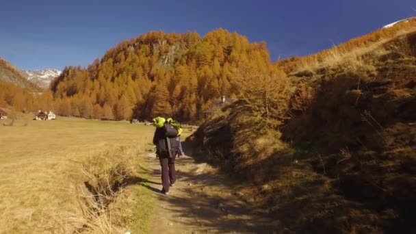 Woman hiker walking on fall fields path near trees reaching village.Following behind view. Sunny autumn day Hiking in colorful red forest wild nature mountain outdoors.Alps Devero lake park. 4k video — Stock Video