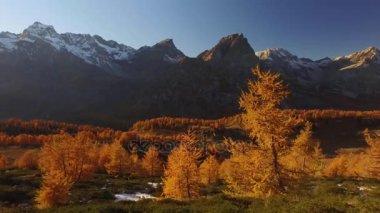 yan Pov ağaçlar güneş ile yakın düşüş ormanda yolda yürüyen ve karlı bağlar. Güneşli sonbahar günü açık havada renkli kırmızı orman vahşi doğa dağda Hiking. Alps Devero.4k bakış video oluşturma