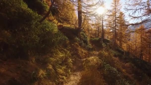 Pov の上を歩いて秋太陽と雪に覆われたマウントと木の近く森の中のパスです。晴れた秋の日カラフルな赤い森林野生自然山屋外のハイキングします。アルプス Devero 公園。4 k ビデオの確立の観点します。 — ストック動画