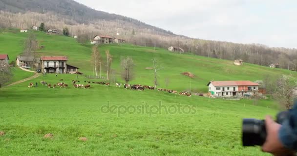 Man wandelen naar koeien beslag op zoek naar foto's. Volgen achter. Echte mensen duizendjarige reiziger backpacker volwassen mannelijke fotograaf lopen op landelijke veld te schieten van foto's in de herfst seizoen. 4k video — Stockvideo