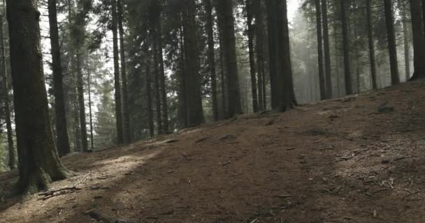 Bekijk via de bossen oprichter bos met het zonlicht filteren. Volgende kant. Echte mensen vrouw runner sport opleiding in de herfst of winter in wilde berg buiten natuur, slechte mistige weather.4k video — Stockvideo