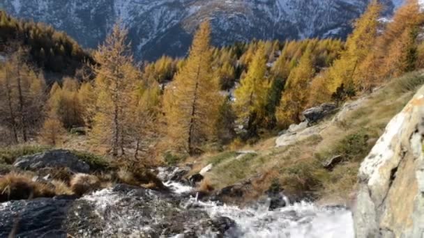 Небольшой ручей водопад в итальянских Альпах горный дюрин осенний сезон с красными лиственницами леса. Природный ландшафт — стоковое видео