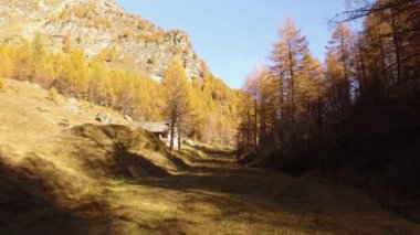 Pov üzerinde yürüyen ağaçlar ve lodge yakınındaki ormanda yolunu düşmek. Güneşli sonbahar günü açık havada renkli kırmızı orman vahşi doğa dağda Hiking. Avrupa İtalya Alps Devero Gölü Parkı. 4k video oluşturma görünümünü üzerine gelin.