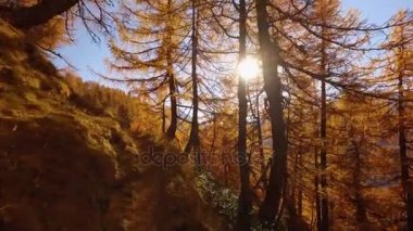 Pov üzerinde yürüyen ağaçlar güneş ve karlı Dağları ile yakınındaki ormanda yolunu düşmek. Güneşli sonbahar günü açık havada renkli kırmızı orman vahşi doğa dağda Hiking. Alpler Devero park. 4k video oluşturma görünümünü üzerine gelin.