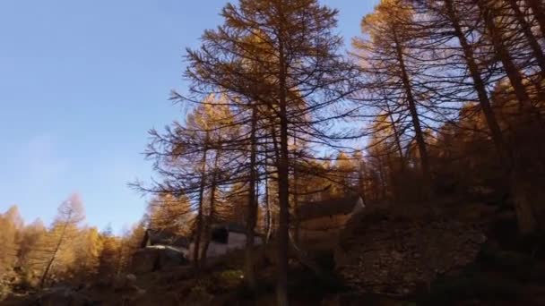 POV caminando en el camino de los bosques de otoño cerca de los árboles.Vista lateral con sol. Día soleado de otoño Senderismo en colorido bosque rojo naturaleza salvaje montaña al aire libre.Alpes Parque del lago Devero. 4k punto de vista el establecimiento de vídeo — Vídeos de Stock