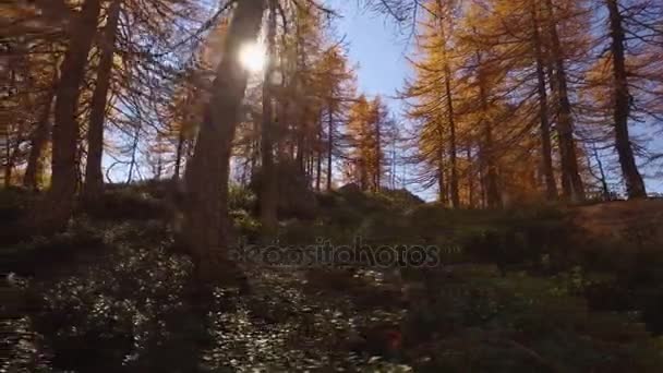 POV, chůze na podzim lesní cestu poblíž stromů. Boční pohled s slunce. Slunečný podzimní den Turistika v barevné červené lesní divoké přírody horské venku. Alps Devero park jezero. 4k úhel pohledu založení video — Stock video