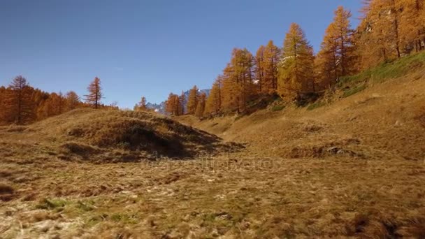 POV marche sur les champs d'automne sentier près des arbres.Vue de côté avec soleil. Journée ensoleillée d'automne Randonnée dans la forêt rouge colorée nature sauvage montagne à l'extérieur.Alpes Parc lacustre Devero. Point de vue 4k établissant la vidéo 