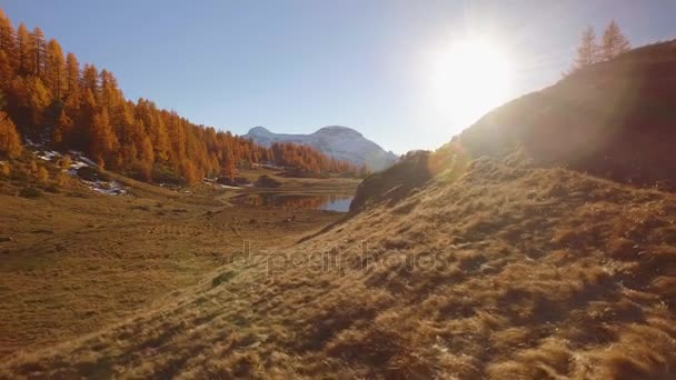 Côté POV marche sur le chemin de champ d'automne près du lac avec des montagnes ensoleillées et neigeuses.Journée ensoleillée d'automne Randonnée dans la forêt rouge colorée nature sauvage montagne à l'extérieur.Alpes Devero.4k point de vue établissement vidéo — Video