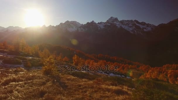 POV caminhando no caminho de florestas de queda perto de árvores com sol e montanhas nevadas.Dia ensolarado de outono Caminhadas em floresta vermelha colorida natureza selvagem montanha ao ar livre.Alpes Devero.4k ponto de vista estabelecer vídeo — Vídeo de Stock