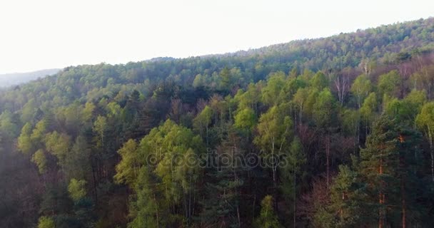 Günbatımı veya gündoğumu yaz günü güneş parlama ile orman üzerinde ilerlemeye. Avrupa İtalya açık yeşil doğa scape vahşi hava establisher.4k drone uçuş atış kurulması woods yukarıda — Stok video