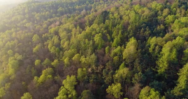 Μετακίνηση πλευρά πάνω από το δάσος στο ηλιοβασίλεμα ή sunrise καλοκαιρινή μέρα με ήλιος φωτοβολίδα. Ευρώπη Ιταλία εξωτερική Πράσινη φύση scape άγρια εναέρια establisher.4k κηφήνας πτήση πάνω από το δάσος για την ίδρυση βολή — Αρχείο Βίντεο